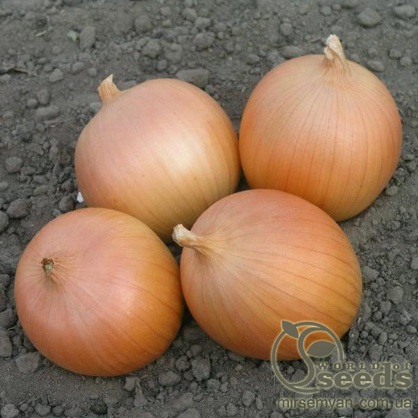 Насіння цибулі Насіння цибулі