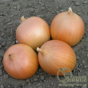 Насіння цибулі "Вердон" F1 (T-803) 250 000 сем., Takii Seeds