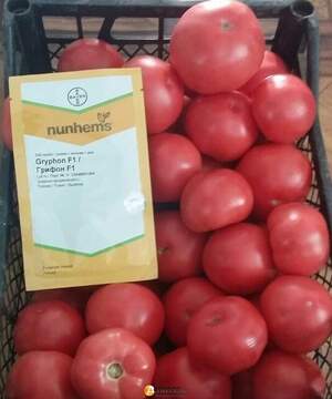Томат Грифон F1 - 50 насінин А (Nunhems) Томат Грифон F1 - 50 насінин А (Nunhems)