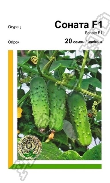 Огірок Соната F1 - 20 насінин А (Rijk Zwaan) Огірок Соната F1 - 20 насінин А (Rijk Zwaan)