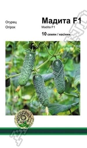 Огірок Мадіта F1 - 10 насінин А (Seminis) Огірок Мадіта F1 - 10 насінин А (Seminis)