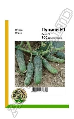 Огірок Пучіні F1 - 100 насінин А (Rijk Zwaan) Огірок Пучіні F1 - 100 насінин А (Rijk Zwaan)