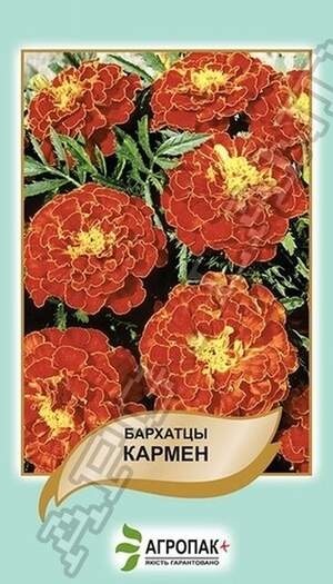 Чорнобривці відхилені Кармен - 0,5 грам А Чорнобривці відхилені Кармен - 0,5 грам А