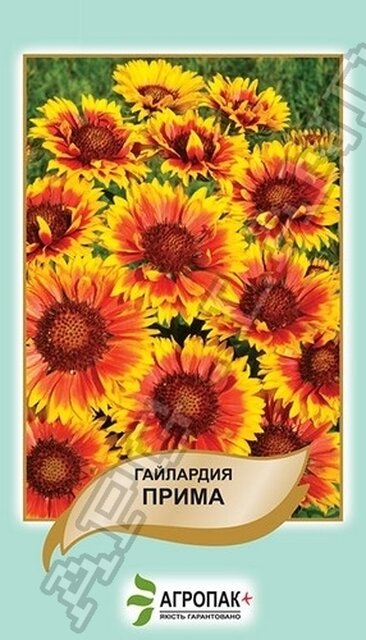 Гайлардія Пріма - 0,1 грам Гайлардія Пріма - 0,1 грам