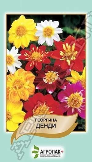 Жоржина Денді, суміш - 0,5 грам А Жоржина Денді, суміш - 0,5 грам А
