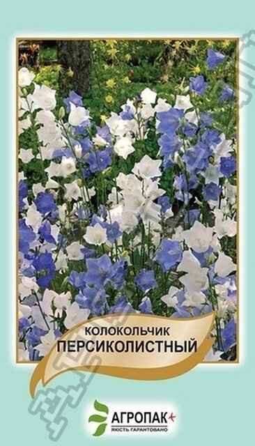 Дзвіночок Персиколистний - 0,1 гр. А Дзвіночок Персиколистний - 0,1 гр. А