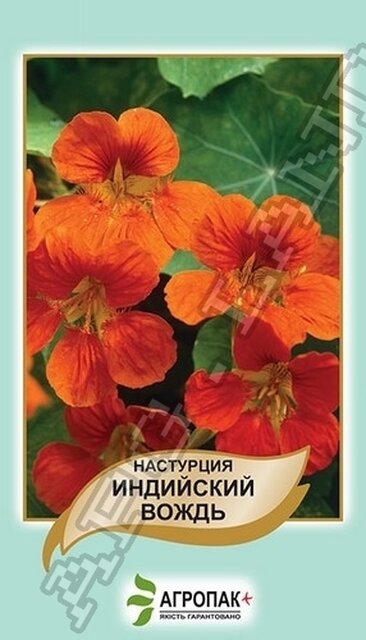 Настурція Індійський вождь – 2 г А Настурція Індійський вождь – 2 г А