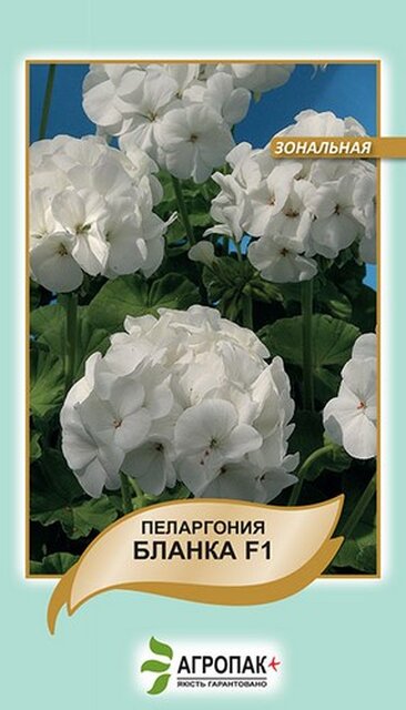 Пеларгонія зональна Бланка F1, біла – 5 семена А Пеларгонія зональна Бланка F1, біла – 5 семена А