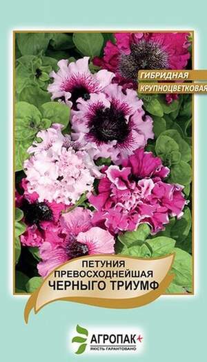 Петунія гібридна чудова Чорного тріумф - 20 насінин, А