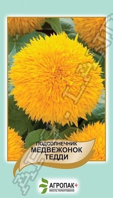 Соняшник декоративний Ведмежа Тедді - 1 грам, А Соняшник декоративний Ведмежа Тедді - 1 грам, А