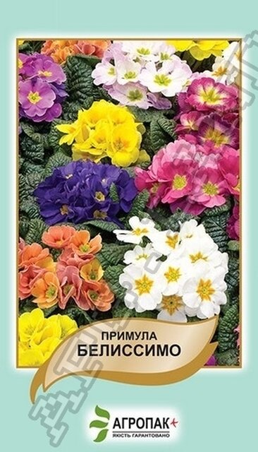 Примула Беліссімо - 50 насінин, А Примула Беліссімо - 50 насінин, А