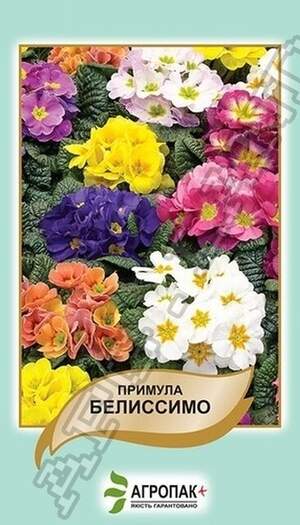 Примула Беліссімо - 50 насінин, А Примула Беліссімо - 50 насінин, А