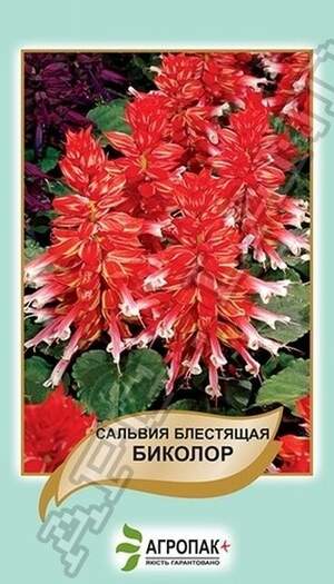 Сальвія блискуча Біколор – 0,2 грама А Сальвія блискуча Біколор – 0,2 грама А