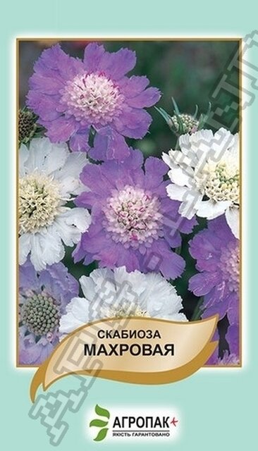 Скабіоз Махрова - 0,5 грам, А Скабіоз Махрова - 0,5 грам, А