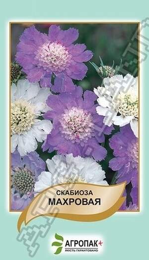 Скабіоз Махрова - 0,5 грам, А Скабіоз Махрова - 0,5 грам, А