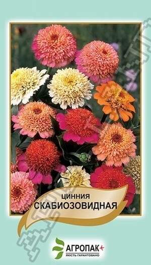 Ціннія витончена Скабіозоподібна, суміш - 0,5 грам, А Ціннія витончена Скабіозоподібна, суміш - 0,5 грам, А