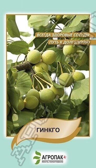 Гінкго дволопатевий - 5 насіння А Гінкго дволопатевий - 5 насіння А
