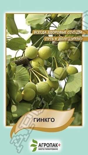 Гінкго дволопатевий - 5 насіння А Гінкго дволопатевий - 5 насіння А