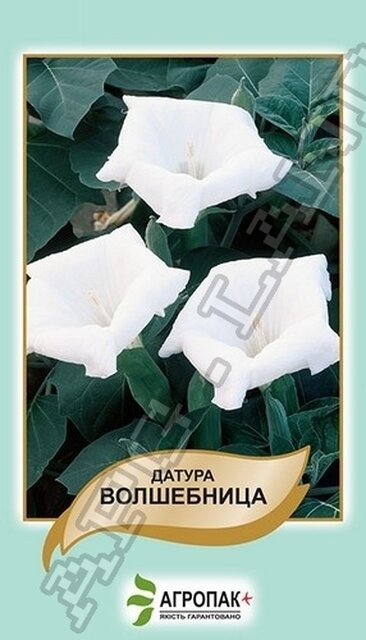 Дурман (Датура) Чарівниця - 20 насінин А Дурман (Датура) Чарівниця - 20 насінин А