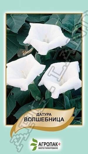 Дурман (Датура) Чарівниця - 20 насінин А Дурман (Датура) Чарівниця - 20 насінин А