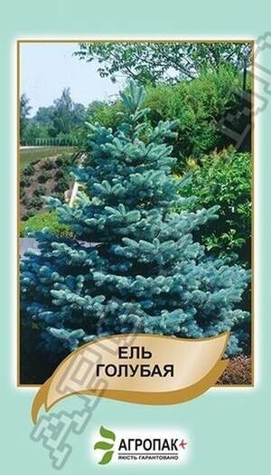 Ялина блакитна - 0,1 грам А Ялина блакитна - 0,1 грам А