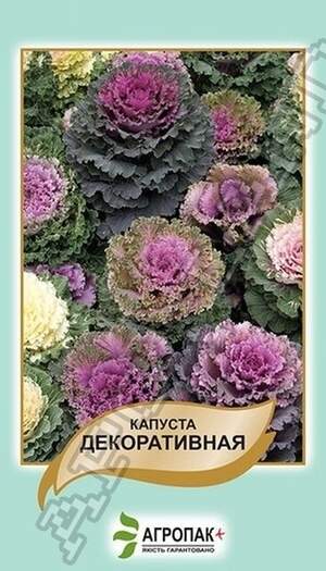 Капуста декоративна – 50 насінин А Капуста декоративна – 50 насінин А