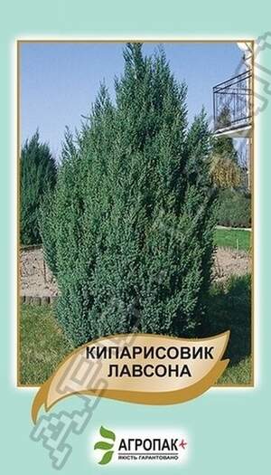 Кіпарисовик Лавсона - 0,1 г Кіпарисовик Лавсона - 0,1 г