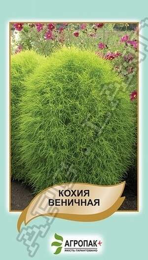 Кохія вінична - 0,1 г Кохія вінична - 0,1 г