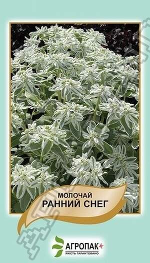 Молочай Ранній сніг - 20 нас. А Молочай Ранній сніг - 20 нас. А