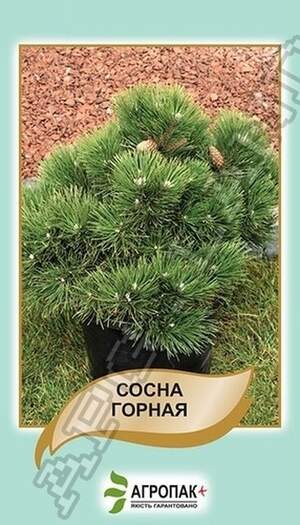 Сосна гірська - 0,1 г Сосна гірська - 0,1 г