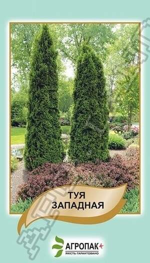 Туя західна - 0,1 г Туя західна - 0,1 г