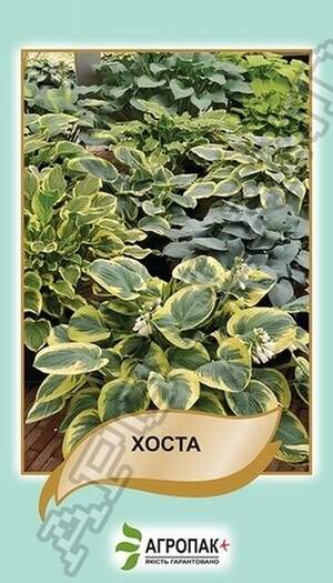 Хоста, суміш - 0,1 грам Хоста, суміш - 0,1 грам