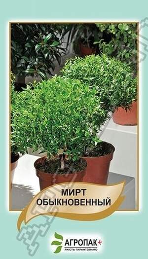 Мірт звичайний - 20 насінин А Мірт звичайний - 20 насінин А