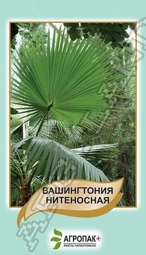 Пальма Вашингтонія нитконосна - 5 насінин А Пальма Вашингтонія нитконосна - 5 насінин А