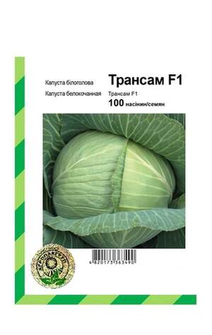 Капуста білокачанна Трансам F1 - 100 насінин А (Bejo Zaden)