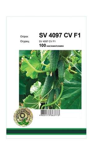 Огірок SV 4097 CV F1 - 100 насінин А (Seminis)