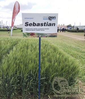 Ячмінь ярий "Себастьян" (1 репрод.) 1000 кг. Оригінатор „Сejet plante foredling, IC”, ”, Данія.