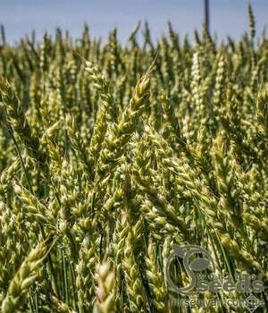 Пшениця яра "Широко" (1 репрод.) 1т. "Selgen, as", Чехія.