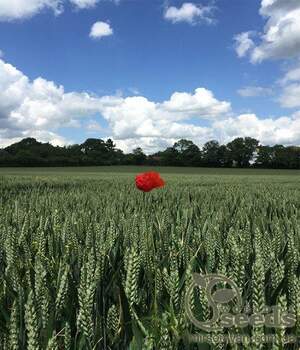 Пшениця яра "Септіма" дворучка (Еліта!!!) 1т. "Selgen, as", Чехія.