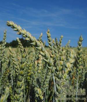 Пшениця яра "Аранка" (Еліта!!!) 1т. Oseva Еximpo Praha», sro, Чехія