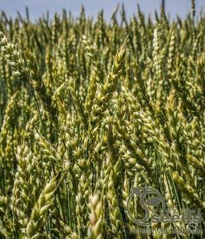 Пшениця яра "Астрід" (Еліта!!!) 1т. "Selgen, as", Чехія