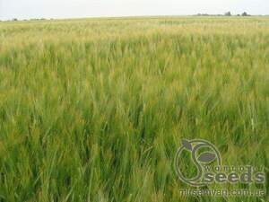 Ячмінь ярий "Францин" (1 репрод.) 100 кг. Оригінатор - "Selgen, as", Чехія