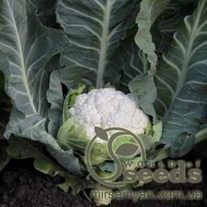 Капуста цвітна СоліСтар F1 (SoliStar F1) 2 500 н. Сингента (Syngenta) Капуста цвітна СоліСтар F1 (SoliStar F1) 2 500 н. Сингента (Syngenta)