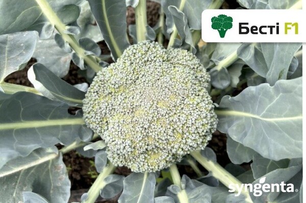 Капуста броколі Бесті F1 (Besty F1) 2 500 н. (Syngenta) Капуста броколі Бесті F1 (Besty F1) 2 500 н. (Syngenta)