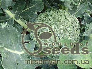 Капуста броколі Бесті F1 (Besty F1) 2 500 н.  (Syngenta)