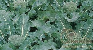 Капуста броколі Бесті F1 (Besty F1) 2 500 н.  (Syngenta)