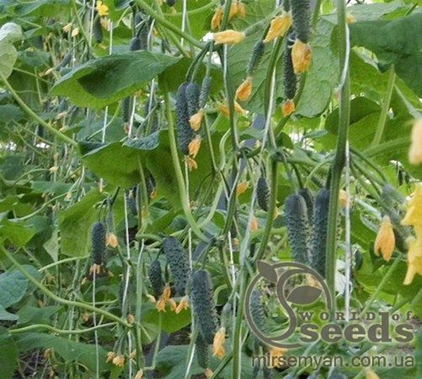 Огірок Седрік F1 - 500 насінин (Enza Zaden) Огірок Седрік F1 - 500 насінин (Enza Zaden)