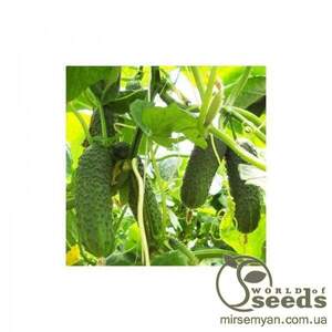 Огірок Сігурд F1 Sigurd F1 - 500 насінин (Enza Zaden) Огірок Сігурд F1 Sigurd F1 - 500 насінин (Enza Zaden)