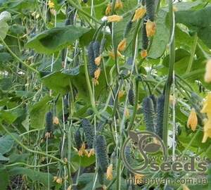 Огірок Дерія F1 - 500 насінин (Enza Zaden) Огірок Дерія F1 - 500 насінин (Enza Zaden)