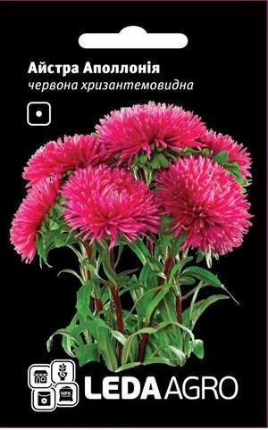 Астра "Аполлонія", червона хризантемоподібна 0,2г. L (Hem Zaden BV Нідерланди)